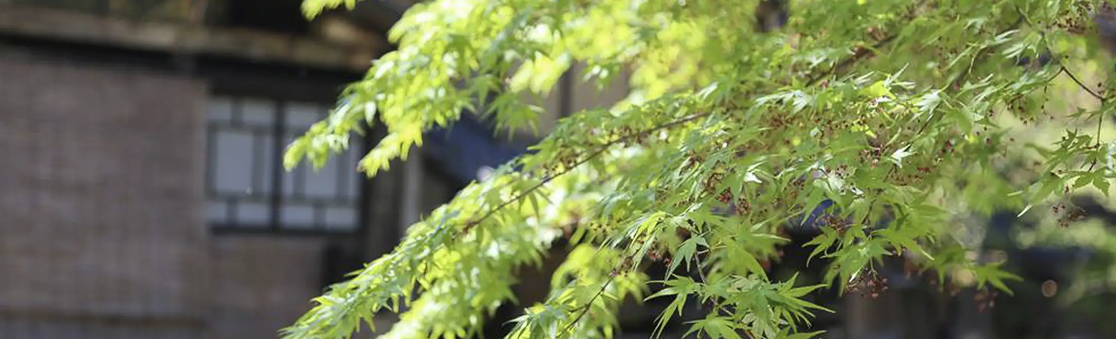 芽吹き・花盛り